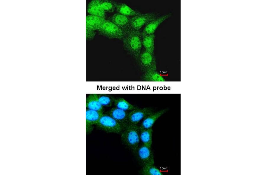 Immunofluorescence - FBXL3 antibody from Signalway Antibody (22365) - Antibodies.com