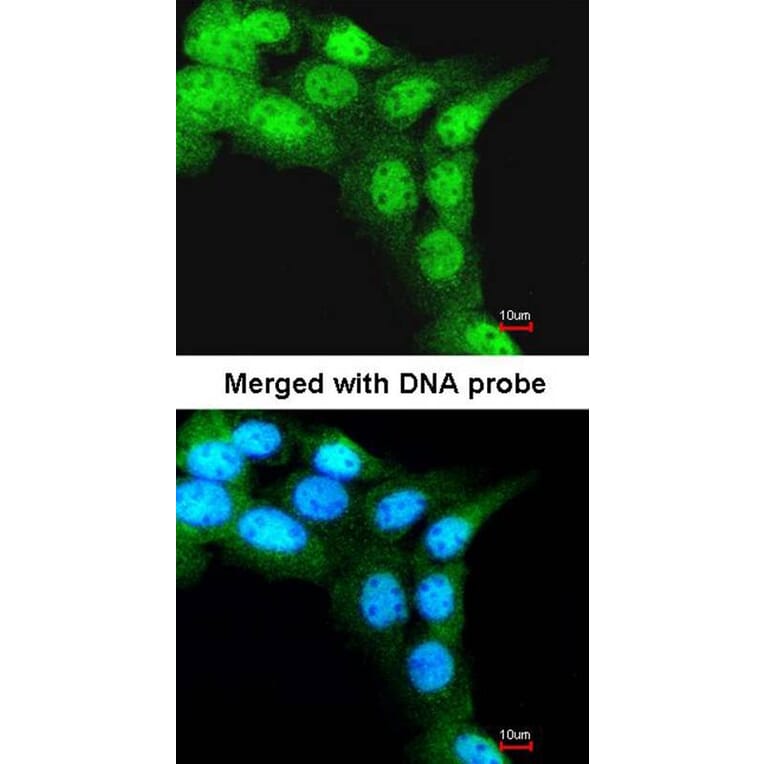 Immunofluorescence - FBXL3 antibody from Signalway Antibody (22365) - Antibodies.com