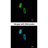 Immunofluorescence - CKS-2 antibody from Signalway Antibody (22374) - Antibodies.com