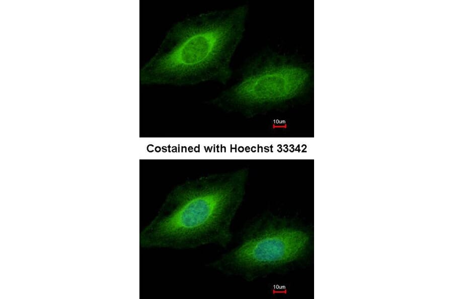 Immunofluorescence - TSSC1 antibody from Signalway Antibody (22379) - Antibodies.com