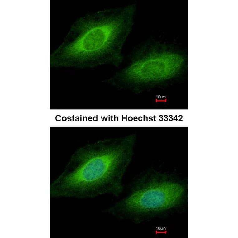 Immunofluorescence - TSSC1 antibody from Signalway Antibody (22379) - Antibodies.com