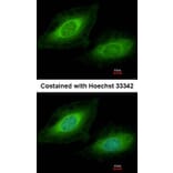 Immunofluorescence - TSSC1 antibody from Signalway Antibody (22379) - Antibodies.com