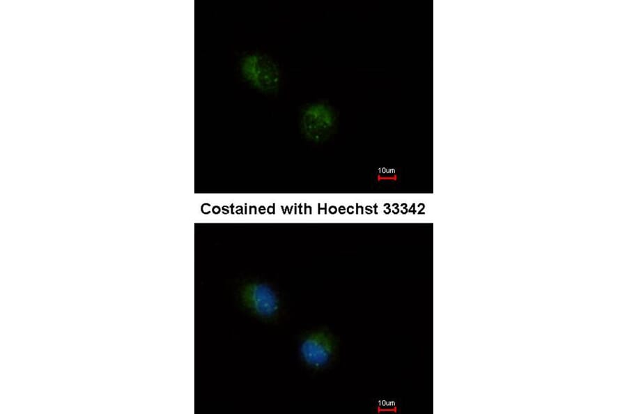 Immunofluorescence - STMN2 antibody from Signalway Antibody (22425) - Antibodies.com