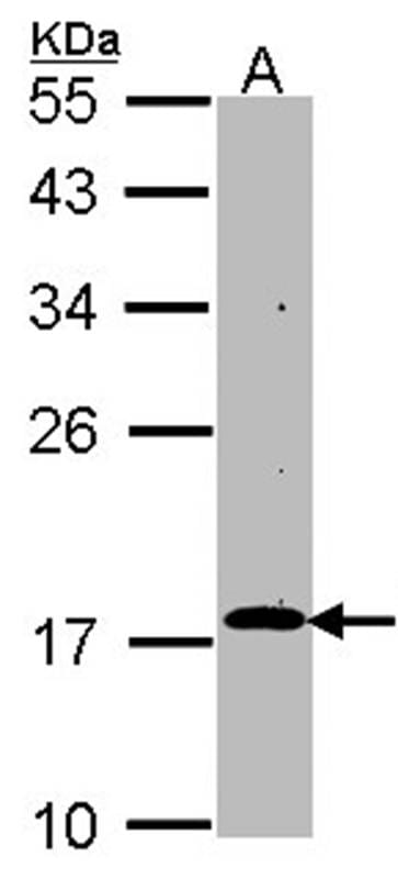 Sample (30 µg of whole cell lysate)  Hep G2 12% SDS PAGE Primary antibody diluted at 1: 1000
