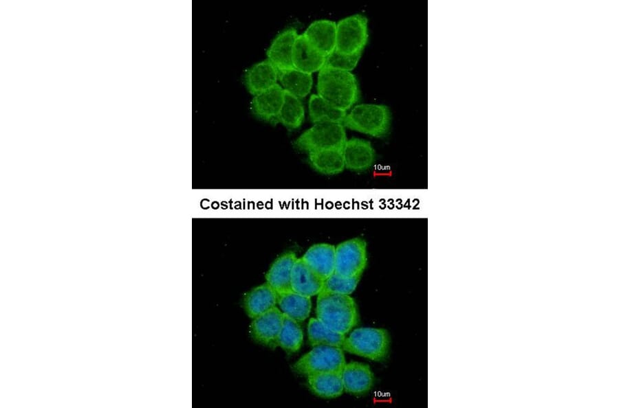 Immunofluorescence - RGS17 antibody from Signalway Antibody (22501) - Antibodies.com