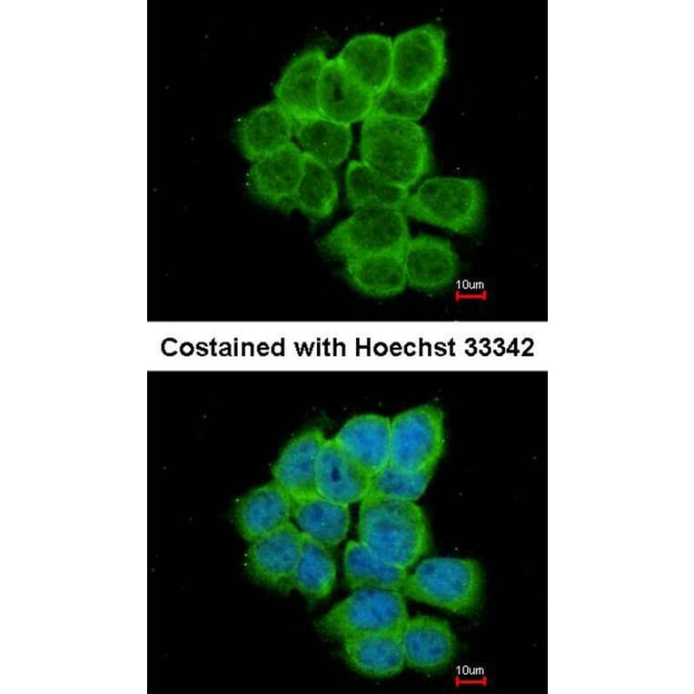 Immunofluorescence - RGS17 antibody from Signalway Antibody (22501) - Antibodies.com