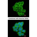 Immunofluorescence - RGS17 antibody from Signalway Antibody (22501) - Antibodies.com