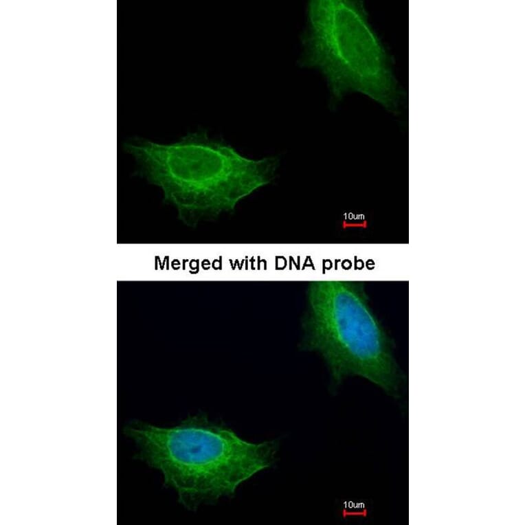 Immunofluorescence - ADCK1 antibody from Signalway Antibody (22538) - Antibodies.com