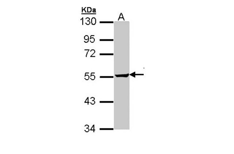 Tara antibody from Signalway Antibody (22554) - Antibodies.com