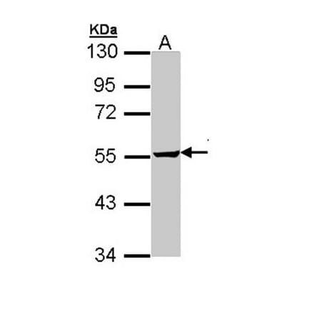 Tara antibody from Signalway Antibody (22554) - Antibodies.com