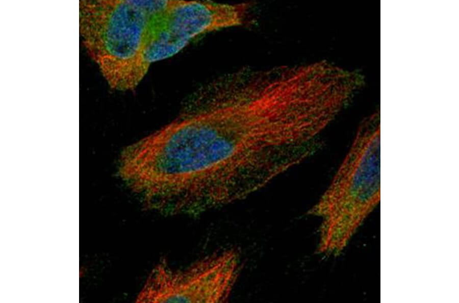Tara antibody from Signalway Antibody (22554) - Antibodies.com