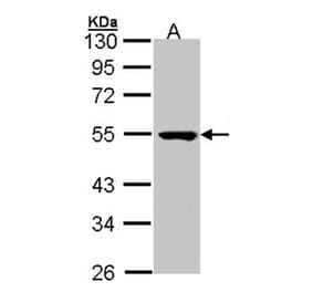 PSKH1 antibody from Signalway Antibody (22580) - Antibodies.com