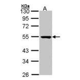 PSKH1 antibody from Signalway Antibody (22580) - Antibodies.com