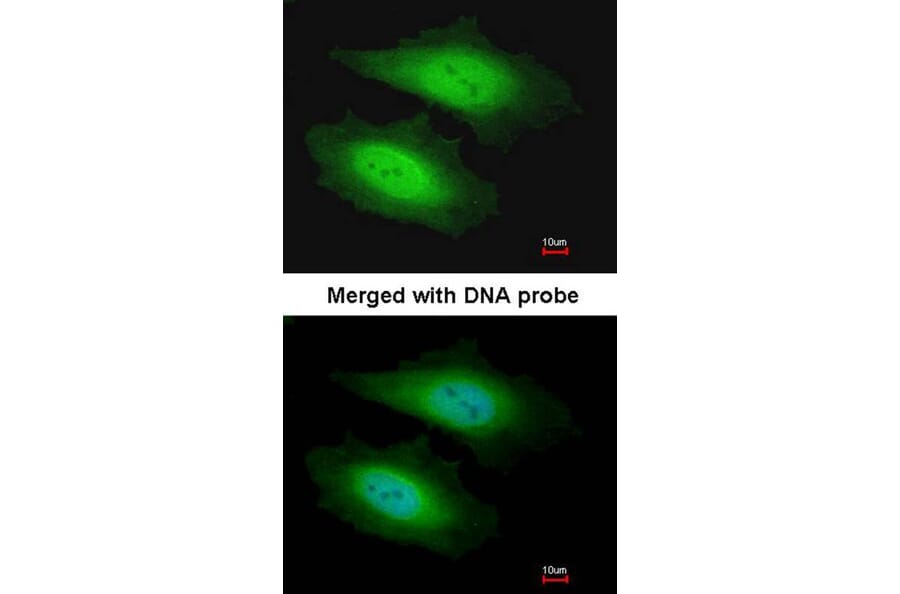 Immunofluorescence - PSKH1 antibody from Signalway Antibody (22580) - Antibodies.com