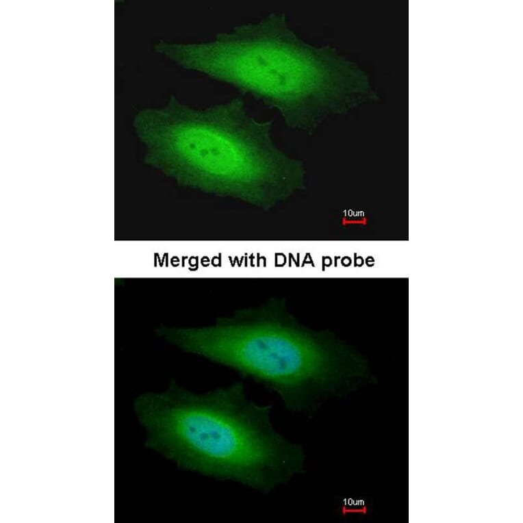 Immunofluorescence - PSKH1 antibody from Signalway Antibody (22580) - Antibodies.com