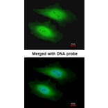 Immunofluorescence - PSKH1 antibody from Signalway Antibody (22580) - Antibodies.com