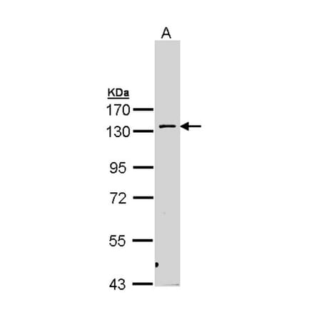 PRK2 antibody from Signalway Antibody (22595) - Antibodies.com