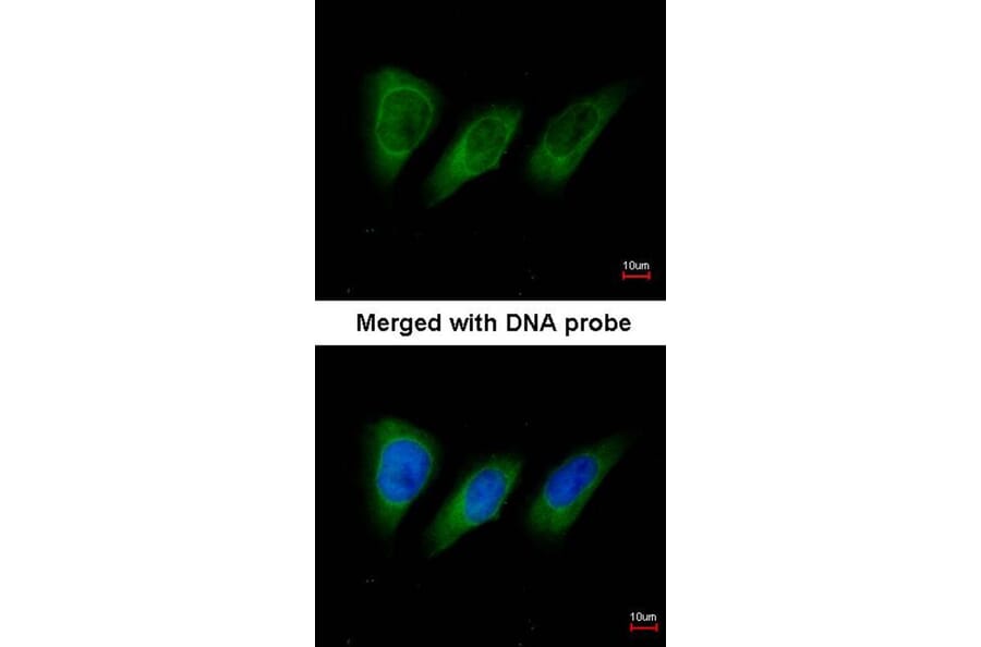 Immunofluorescence - PRK2 antibody from Signalway Antibody (22595) - Antibodies.com