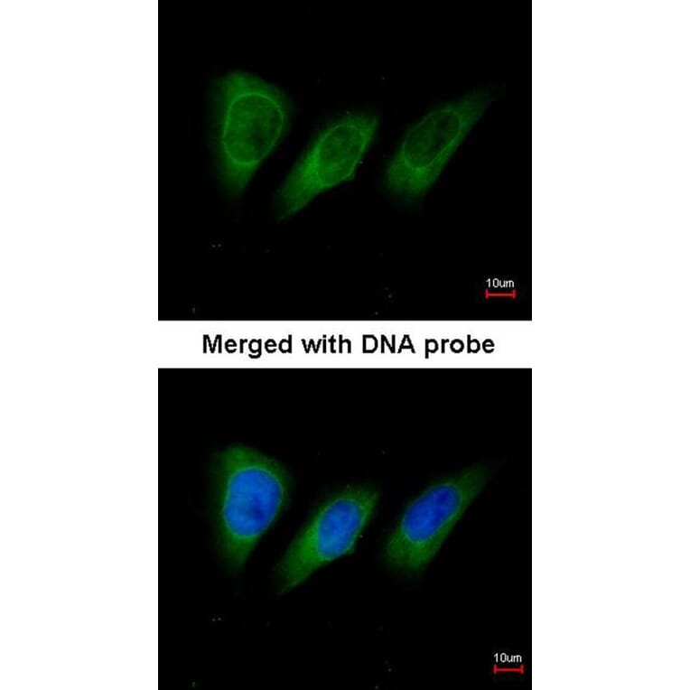 Immunofluorescence - PRK2 antibody from Signalway Antibody (22595) - Antibodies.com