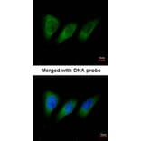 Immunofluorescence - PRK2 antibody from Signalway Antibody (22595) - Antibodies.com
