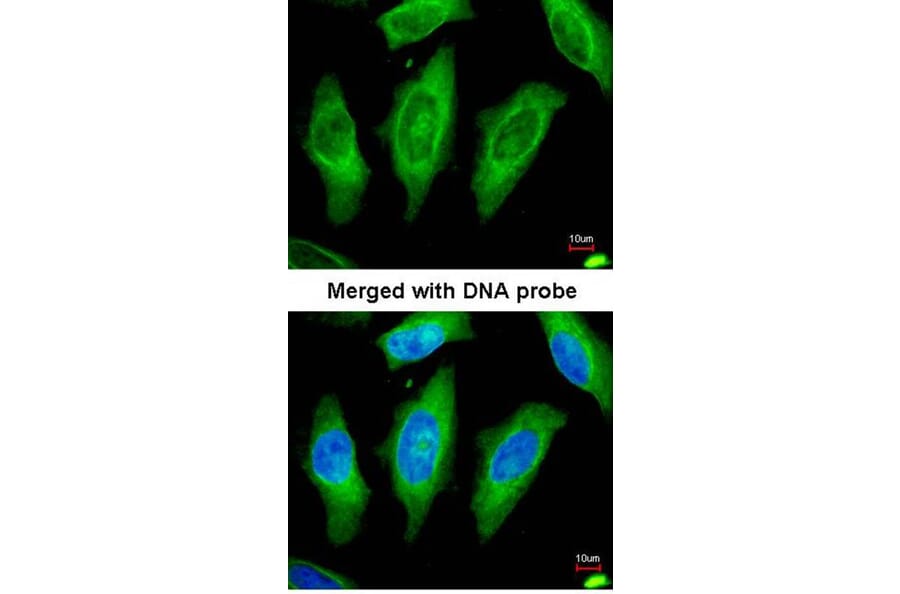 Immunofluorescence - STK24 antibody from Signalway Antibody (22608) - Antibodies.com