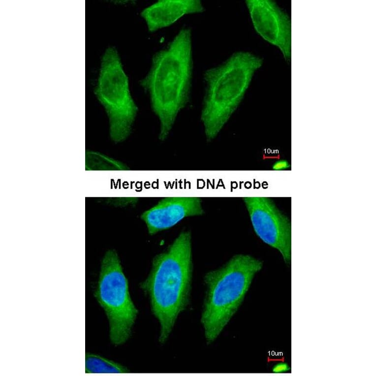 Immunofluorescence - STK24 antibody from Signalway Antibody (22608) - Antibodies.com