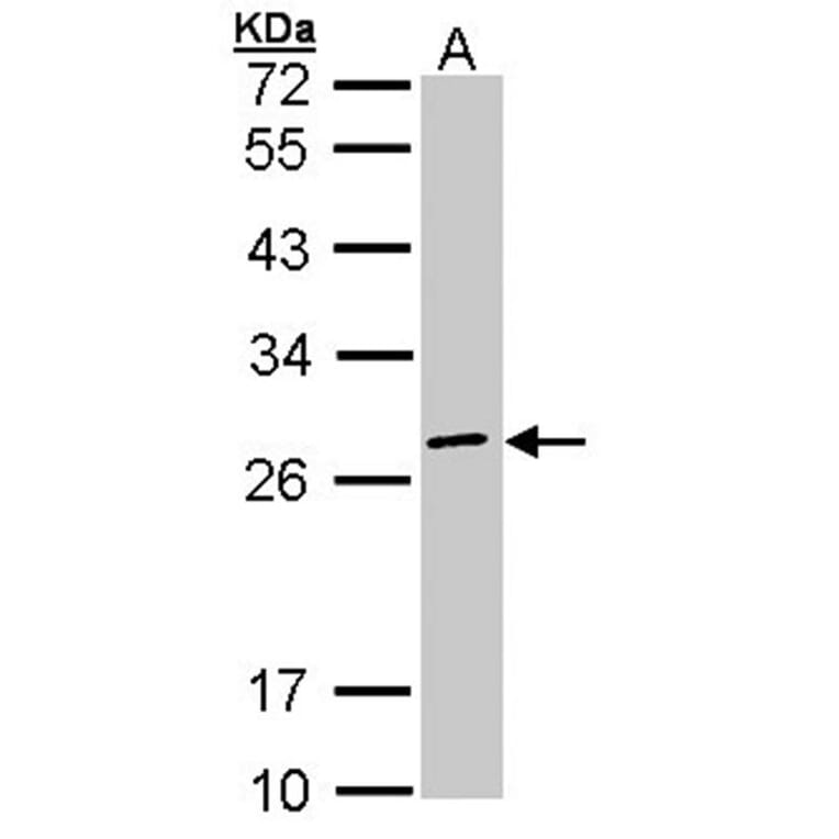 eIF3K antibody from Signalway Antibody (22622) - Antibodies.com