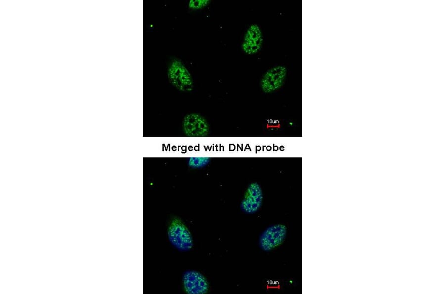 Immunofluorescence - eIF3K antibody from Signalway Antibody (22622) - Antibodies.com
