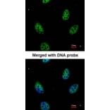 Immunofluorescence - eIF3K antibody from Signalway Antibody (22622) - Antibodies.com