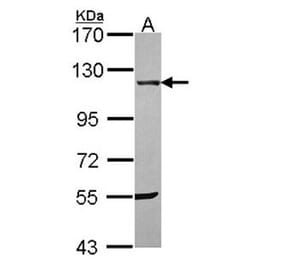 UBE1 antibody from Signalway Antibody (22629) - Antibodies.com