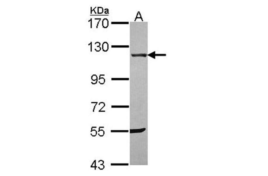 UBE1 antibody from Signalway Antibody (22629) - Antibodies.com