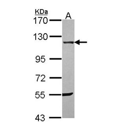 UBE1 antibody from Signalway Antibody (22629) - Antibodies.com