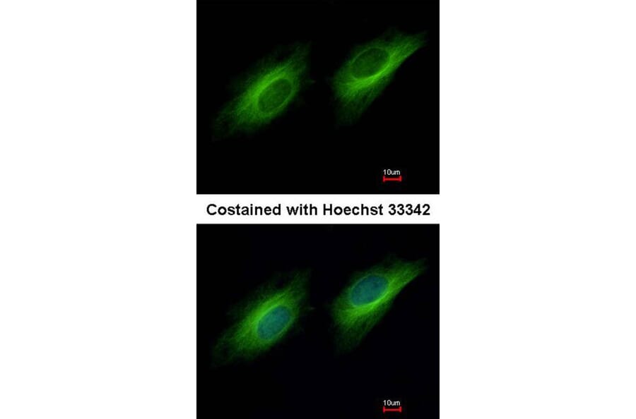 Immunofluorescence - UBE1 antibody from Signalway Antibody (22629) - Antibodies.com