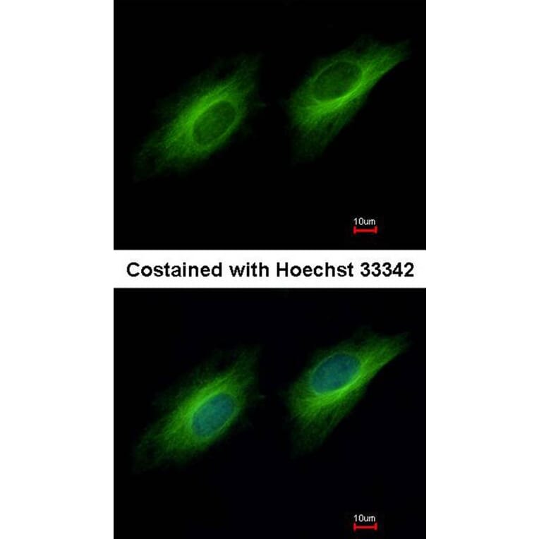 Immunofluorescence - UBE1 antibody from Signalway Antibody (22629) - Antibodies.com