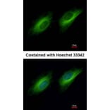 Immunofluorescence - UBE1 antibody from Signalway Antibody (22629) - Antibodies.com