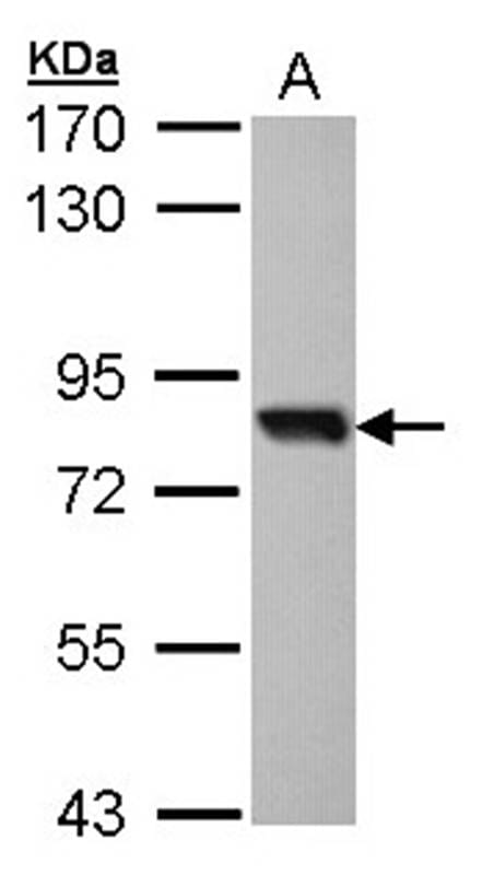 Sample (30 µg of whole cell lysate)  Molt-4 7.5% SDS PAGE Primary antibody diluted at 1: 1000