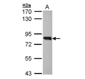 SOX13 antibody from Signalway Antibody (22657) - Antibodies.com