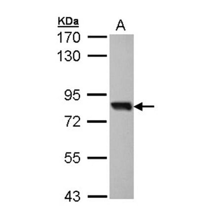 SOX13 antibody from Signalway Antibody (22657) - Antibodies.com