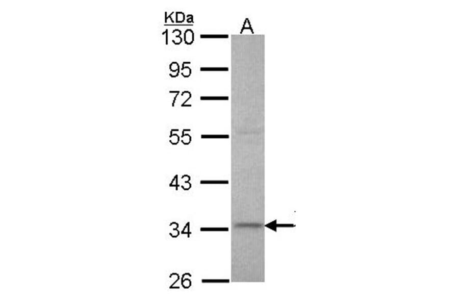 XRCC3 antibody from Signalway Antibody (22662) - Antibodies.com