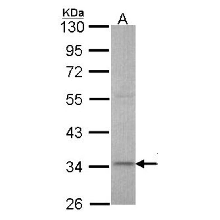 XRCC3 antibody from Signalway Antibody (22662) - Antibodies.com