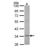 XRCC3 antibody from Signalway Antibody (22662) - Antibodies.com