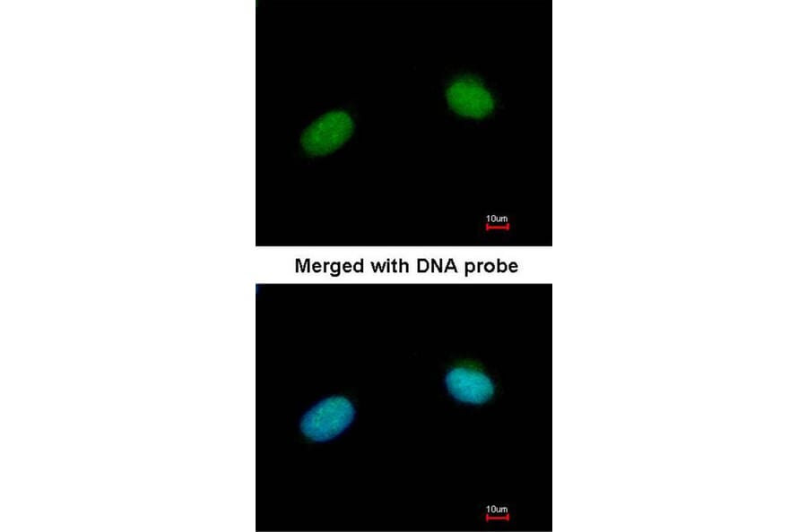 Immunofluorescence - XRCC3 antibody from Signalway Antibody (22662) - Antibodies.com