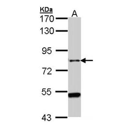 AGAP1 antibody from Signalway Antibody (22705) - Antibodies.com