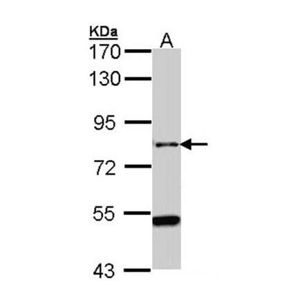AGAP1 antibody from Signalway Antibody (22705) - Antibodies.com