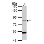 AGAP1 antibody from Signalway Antibody (22705) - Antibodies.com