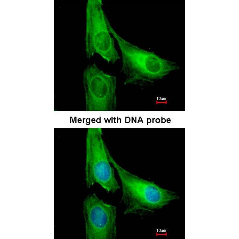 Immunofluorescence - AGAP1 antibody from Signalway Antibody (22705) - Antibodies.com