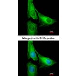 Immunofluorescence - AGAP1 antibody from Signalway Antibody (22705) - Antibodies.com