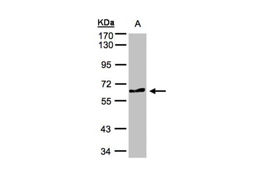 TESK2 antibody from Signalway Antibody (22740) - Antibodies.com