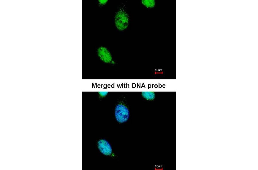 Immunofluorescence - TESK2 antibody from Signalway Antibody (22740) - Antibodies.com