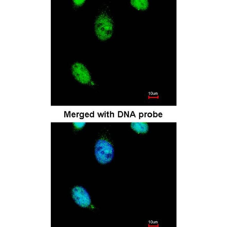 Immunofluorescence - TESK2 antibody from Signalway Antibody (22740) - Antibodies.com